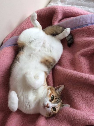 猫咪发情期是多久？猫咪发情期是多久结束（最新）