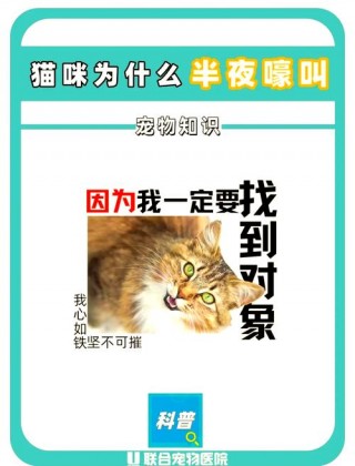 猫咪半夜一直叫，（猫咪半夜一直叫不停蹭主人）
