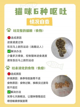 猫咪吃什么都吐怎么办，猫咪吃什么都吐怎么办吃什么药？