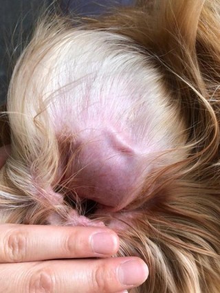 狗狗耳朵有血怎么回事？狗狗耳朵有血怎么回事图片（最新）