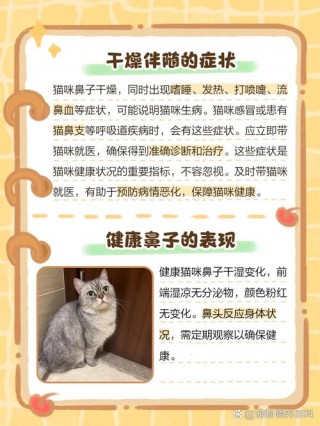 猫咪鼻子不湿润，猫咪鼻子不湿润 蔫巴怎么回事？