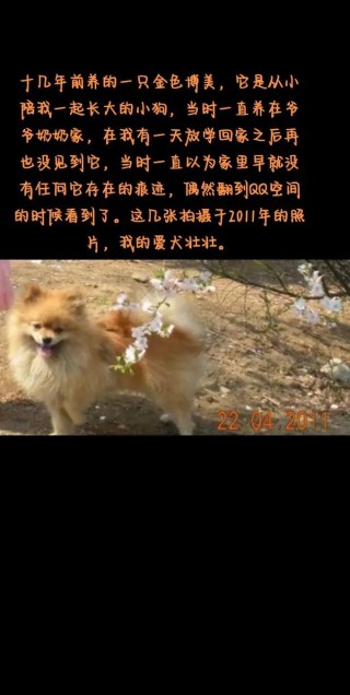 狗狗多大能生小狗，狗狗多大生小狗合适？