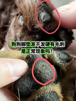 狗狗发烧小妙招，狗发烧怎么弄？