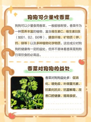 狗狗能吃香菜吗，（狗狗能吃香菜吗熟的）