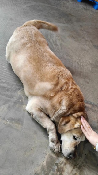 哪里可以领养狗狗，哪里领养狗狗比较可靠？