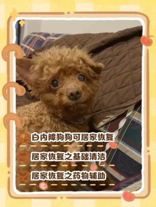 狗狗白内障多久会失明，（狗狗白内障多久会失明啊）