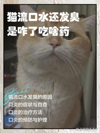 猫咪流口水很臭，猫咪流口水很臭怎么回事？