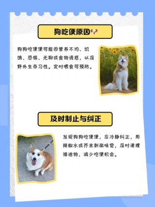 狗狗吃便便怎么办？狗狗吃屎怎么办?（最新）