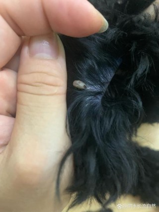 狗狗身上有虫怎么办？狗狗身上有蜱虫用什么药效果好（最新）