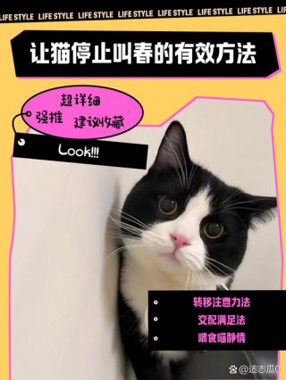 猫咪发情一直叫怎么办？猫咪发情叫怎么办才能不叫（最新）
