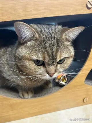 猫咪多少度算发烧，（猫咪多少度算发烧怎么治疗）