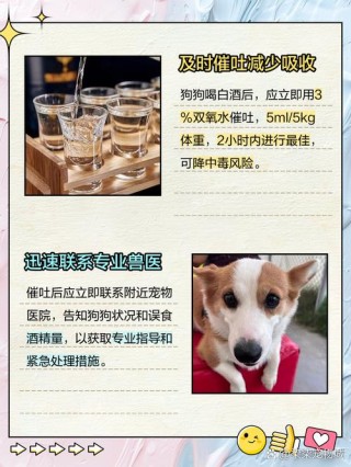 狗狗能喝白酒吗，（狗狗能喝白酒吗会醉吗）