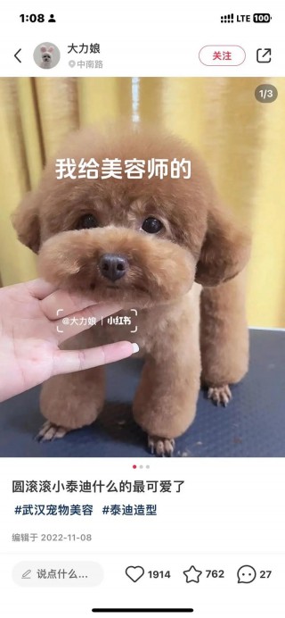 给泰迪狗狗剪毛教程，给泰迪狗剪毛完整视频？