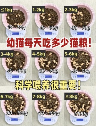 2个月大的猫咪吃什么，（2个月的猫猫吃什么）