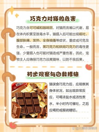 猫咪吃了巧克力怎么办，（猫猫吃了巧克力怎么缓解）