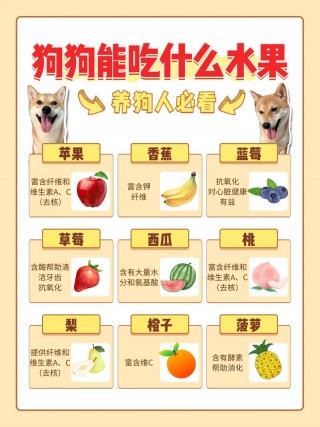 狗狗怀孕吃什么有营养，狗狗怀孕吃什么有营养呢？