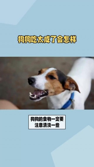狗狗能吃咸的吗，（狗狗能吃咸味的东西吗）