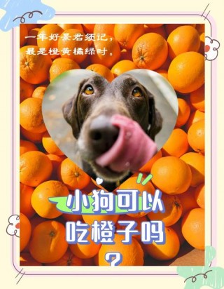狗狗能吃柑橘吗，（狗狗能吃柑橘吗有营养吗）