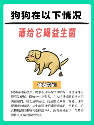 狗狗便秘吃什么，（狗狗便秘吃什么药）