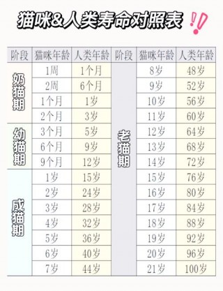 怎样看猫咪的年龄，怎样看猫咪的年龄是多少？