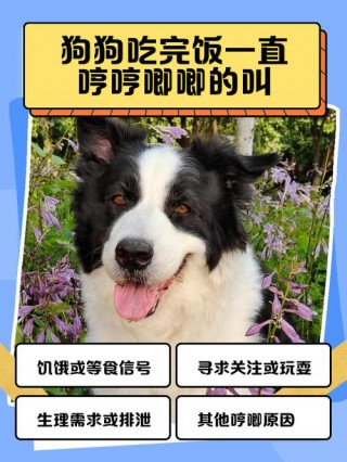 狗狗老是哼唧怎么回事？狗老是哼唧唧是为什么（最新）