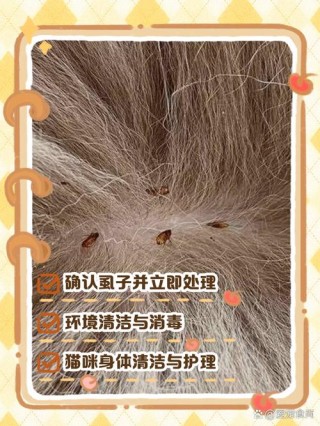 猫咪身上有虱子怎么办，猫咪身上有虱子的症状？