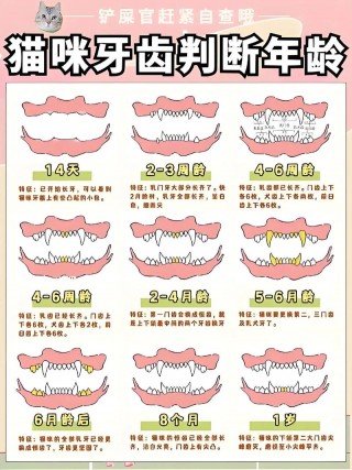 如何判断猫咪年龄？判断猫咪的年龄（最新）
