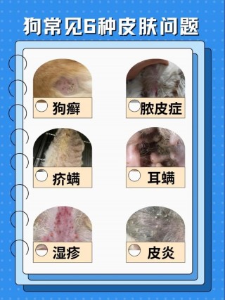 狗狗得了脓皮症根治的了吗？狗狗得了脓皮症根治的了吗能活多久（最新）