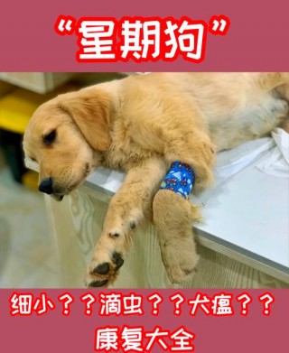 狗狗得了细小以后还会得吗，（狗狗得了细小之后还会得吗）