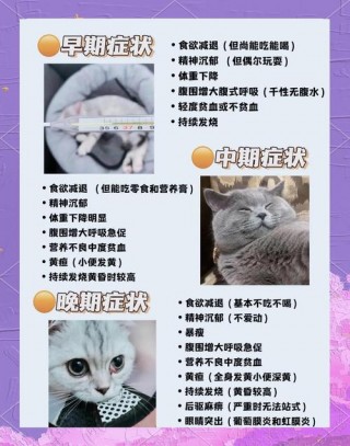 怎么帮猫咪排肠胀气，（如何促进猫咪肠道蠕动）