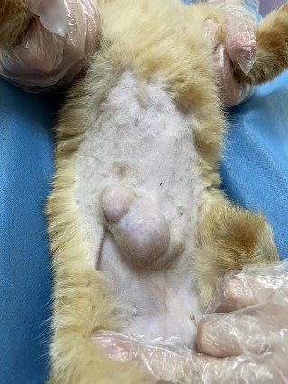 猫咪疝气手术多少钱，猫的疝气手术后还会复发吗？