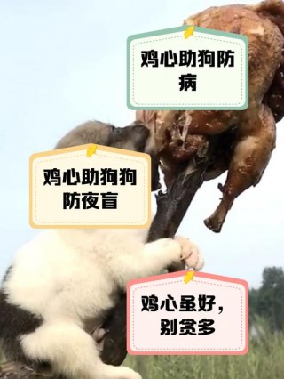 狗狗吃鸡心好吗，（狗狗吃鸡心好还是鸡胗好）