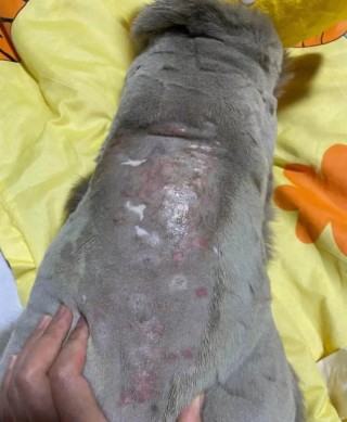 猫咪受凉的表现？猫猫受凉（最新）