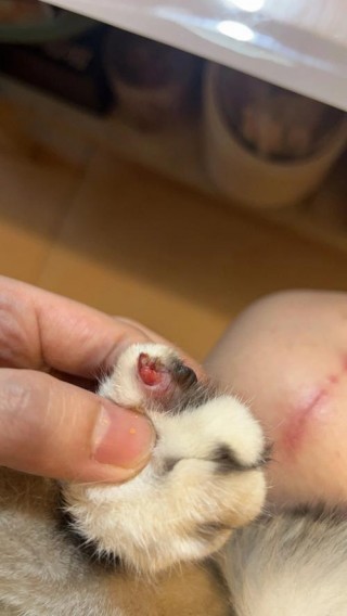 猫咪指甲断了怎么办，（猫咪指甲断了流血了严重吗）