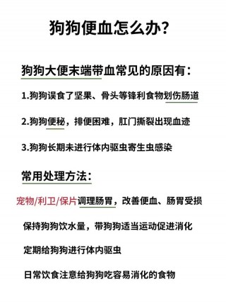 狗狗肠炎拉血怎么办，狗狗肠炎拉稀有血？