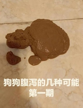 狗狗拉稀可以吃蛋黄吗？狗狗拉稀能吃鸡蛋黄吗（最新）