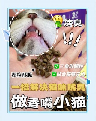 猫咪口臭吃什么，（猫咪口臭吃什么猫粮）