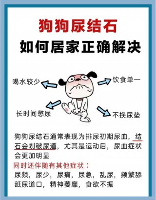 狗狗尿血怎么治疗，狗狗尿血治疗费用？