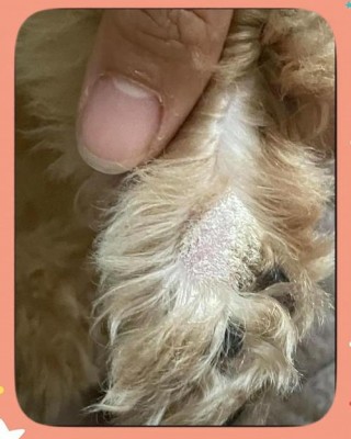 狗狗皮肤病能治好吗，（狗狗皮肤病能治断根吗）