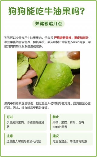 狗狗能吃牛油果吗，（狗狗能吃牛油果吗泰迪）
