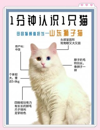 猫咪白内障怎么办，（猫咪白内障是什么原因）