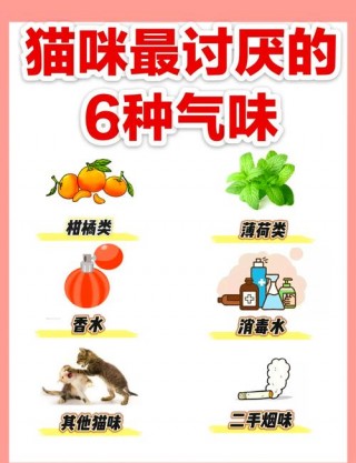 猫咪最讨厌什么？猫咪最讨厌什么植物（最新）