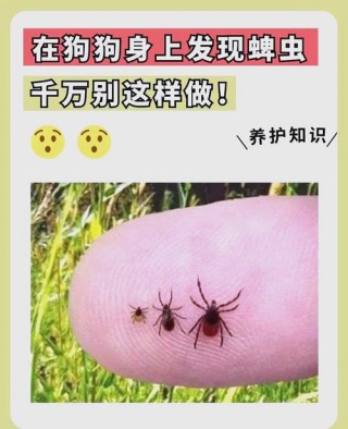 狗狗身上会长什么虫？狗狗身上会长什么虫子图（最新）