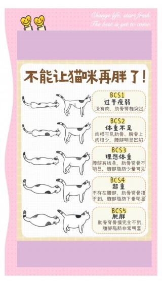 怎么给猫咪减肥，猫咪很瘦是什么原因？