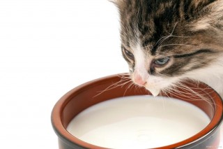 猫咪能喝豆浆吗，（猫咪能喝豆浆不）