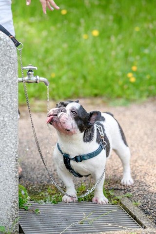 蚊香对狗狗有害吗，（蚊香对狗狗身体有害吗）