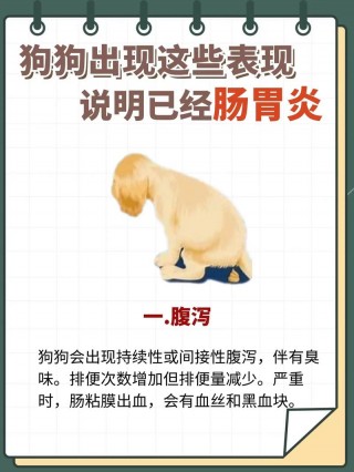 狗狗急性肠胃炎的症状？狗狗急性肠胃炎的症状会死人吗（最新）