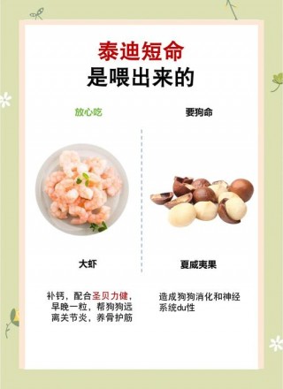 泰迪狗狗能吃巧克力吗，泰迪可以吃巧克力嘛？