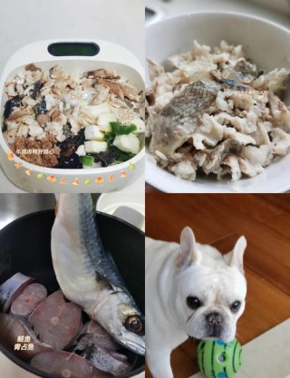 狗狗可以吃金枪鱼吗，狗狗可以吃金枪鱼吗?？