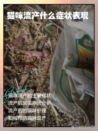 猫咪流产什么症状表现，猫咪流产什么症状表现出现血水？